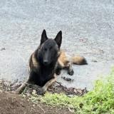 Picture of dog lost at Theix