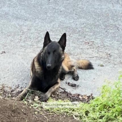 Photo 1/1 Max Chien lost in Theix