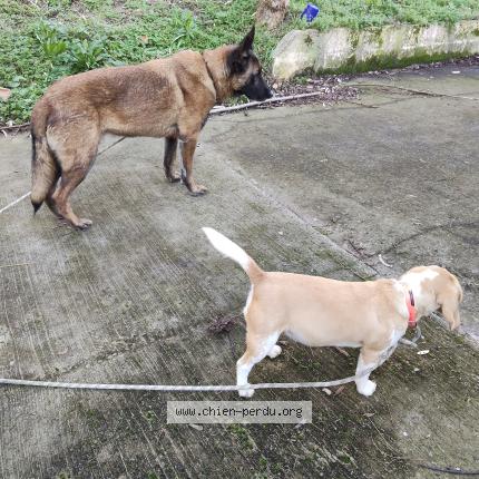 Photo 1/1 Found dog Found in Argenteuil