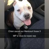 Picture of dog lost at Mericourt