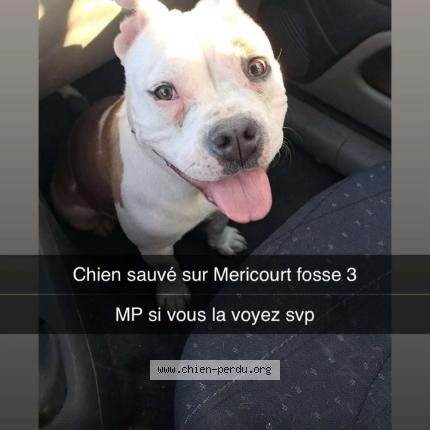 Photo 1/1 Nala Chien lost in Mericourt