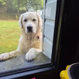 Picture of dog lost at Chateauneuf Du Faou