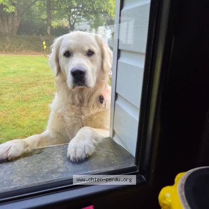 Photo 1/2 Voyou Chien lost in Chateauneuf du faou