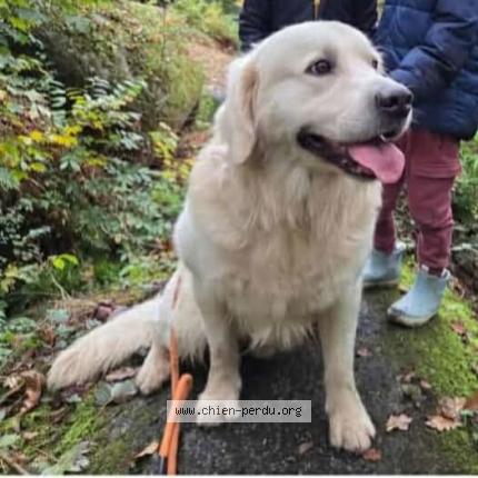 Photo 2/2 Voyou Chien lost in Chateauneuf du faou