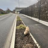 Picture of dog found at Mametz