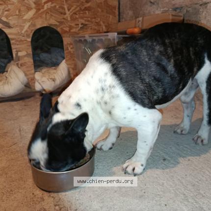 Photo 1/1 Found dog Found in Millau