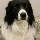 Picture of dog lost at Beziers