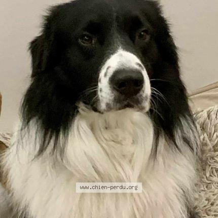 Photo 1/1 Tokaï Chien lost in Beziers