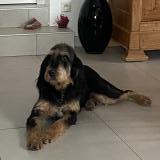 Picture of dog lost at Chateaugay