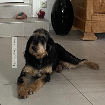 Photo 1/1 Temp&ecirc;te Chien lost in Chateaugay