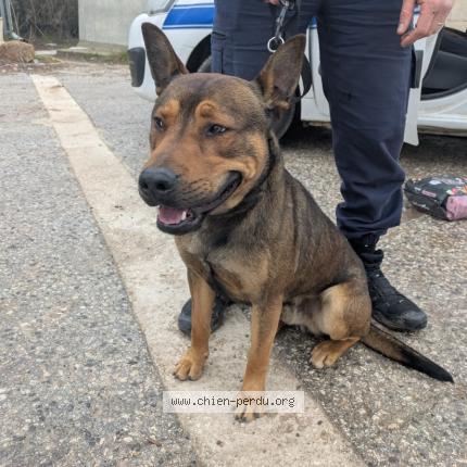 Photo 1/1 Found dog Found in Sollies Pont