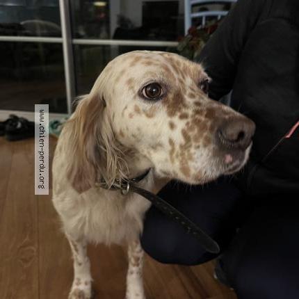 Photo 1/1 Reunited dog Found in Yvrac