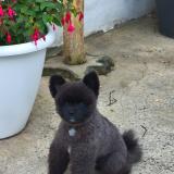 Picture of dog lost at Roubaix