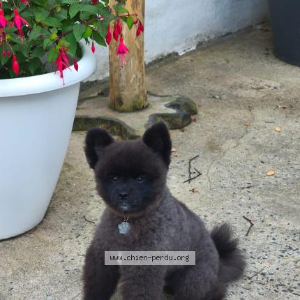 Photo 1/1 Elvis Chien lost in Roubaix