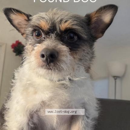 Picture of dog found at Los Angeles