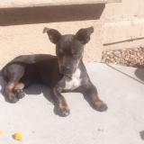 Picture of dog lost at Sacramento