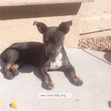 Photo 1/1 Truly TRUELOVE Chien lost in Sacramento