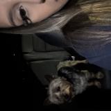 Picture of dog lost at Rancho Cucamonga