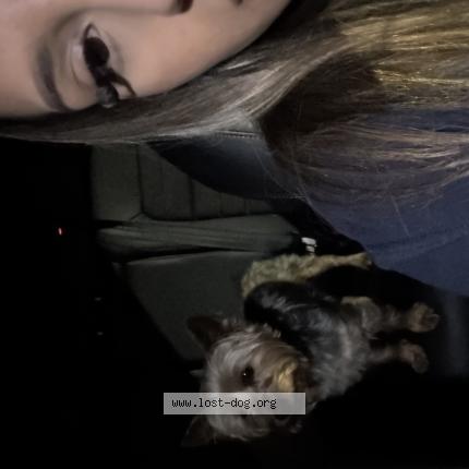 Photo 1/1 Goofy Chien lost in Rancho cucamonga