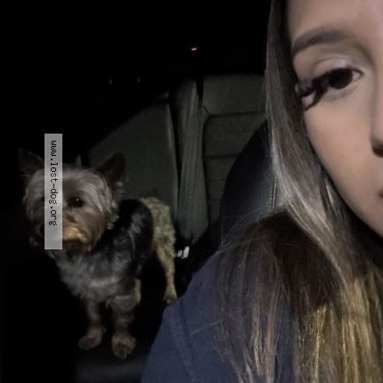 Photo 1/1 Goofy Dog lost in Rancho Cucamonga