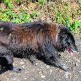 Picture of dog lost at Domezain Berraute