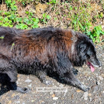 Photo 1/1 Zakura Chien lost in Domezain berraute