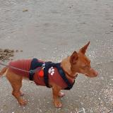 Picture of dog lost at Bouge