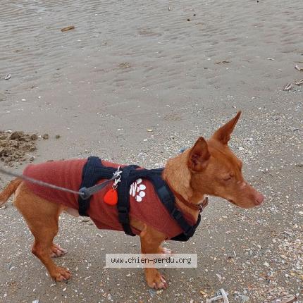 Photo 1/1 pequet Chien lost in Bouge