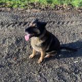 Picture of dog found at Corsept