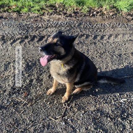 Photo 1/1 Found dog Found in Corsept