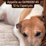 Picture of dog lost at Etainhus