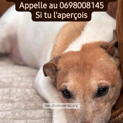 Photo 1/1 Garfield Chien lost in Etainhus