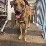 Picture of dog lost at Saint Leu