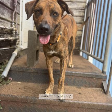 Photo 1/1 Valko Chien lost in Saint leu