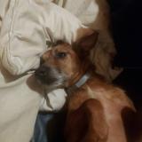 Picture of dog lost at Wavre