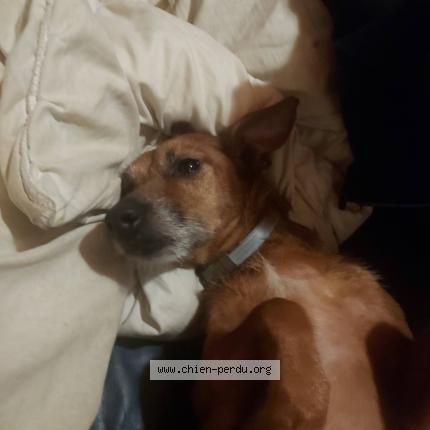 Photo 1/1 ludmila Chien lost in Wavre