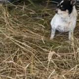 Picture of dog lost at Frejus