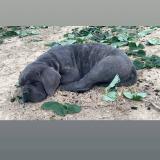 Picture of dog lost at Thouars Sur Garonne