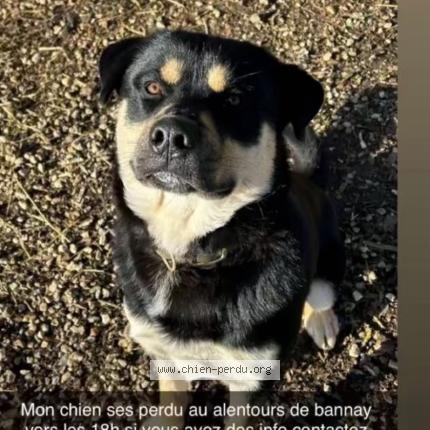 Photo 1/1 Ares Chien lost in Fouchard