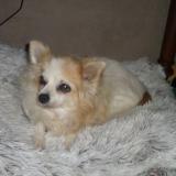 Picture of dog lost at Valreas