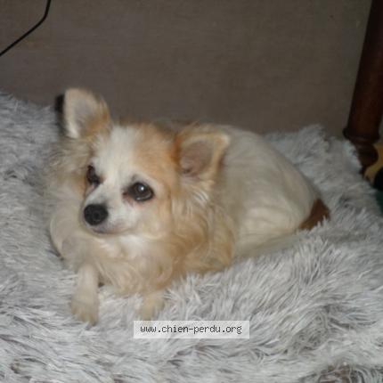 Photo 1/1 lotissement les Coustouye Chien lost in Valreas