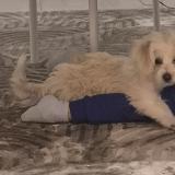 Picture of dog lost at Sevran