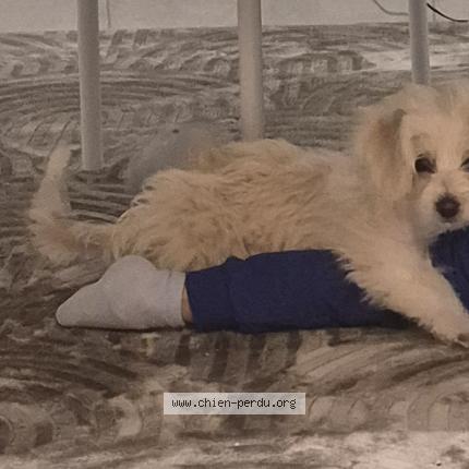 Photo 3/3 Ana Diana Balacianu Chien lost in Sevran