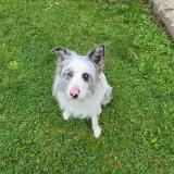 Picture of dog lost at Lens