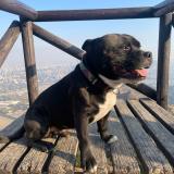 Picture of dog lost at Litueche