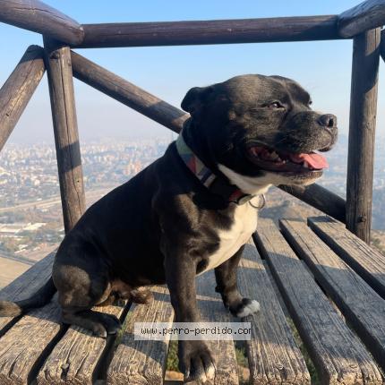 Photo 1/1 Basquiat Chien lost in Litueche