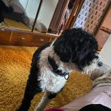 Picture of dog lost at Noisy Le Grand