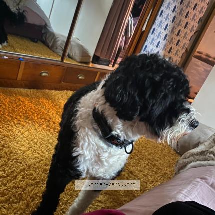 Photo 1/1 Duc Chien lost in Noisy le grand