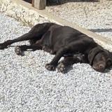 Picture of dog lost at Castres