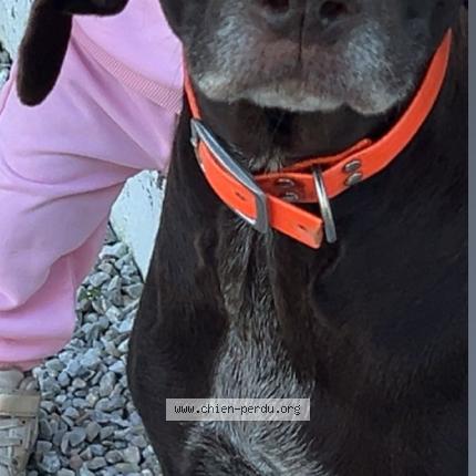 Photo 2/2 Diane Chien lost in Castres